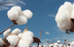 rea plantada de algodo em Mato Grosso cresce 19%