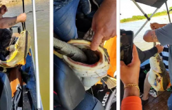 Peixe fica "entalado" ao tentar devorar iguana e  salvo por pescadores no Rio Araguaia