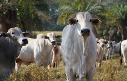 Preo do Boi Gordo Reage em Mato Grosso com Indcios de Estabilizao da Oferta