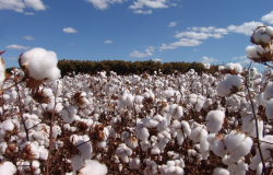 Custo de Produo de Algodo em Mato Grosso Apresenta Queda, Indica CPA