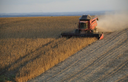 Colheita de Soja em Mato Grosso Comea de Forma Lenta devido a Atrasos no Plantio