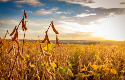 Tempo seco em Mato Grosso reduz ritmo de plantio da soja
