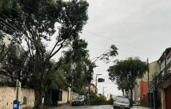 Chuva deixa um morto em desabamento, mais de 100 árvores caídas