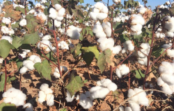Preço do caroço de algodão em Mato Grosso mantém tendência de queda