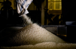 Registros de exportação de arroz atingem 1,015 milhão de t na temporada