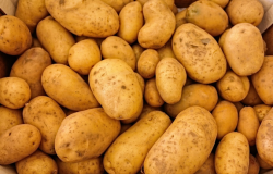 Chuvas causam escassez de batatas, e preços disparam