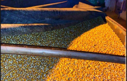 Produtores vendem mais milho para abrir espaço em armazéns em MT; preço cai 2,7%