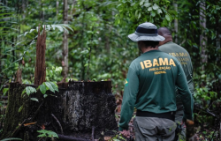 STJ confirma validade de multas ambientais do Ibama que somam R$ 29,1 bilhões