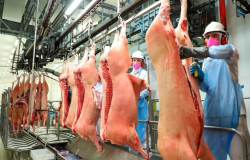 Exportações de carne suína alcançam 30,1 mil toneladas nos primeiros dias de dezembro