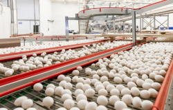 Exportações de ovos crescem 99,9% em novembro