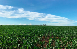 Plantio da safra de verão 2023/24 de milho alcança 96,4%