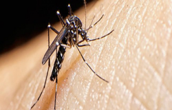 Brasil é país com mais casos de dengue no mundo, alerta OMS