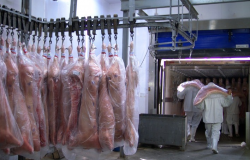 Queda no preço da tonelada: exportações de carne suína na 4ª semana de dezembro