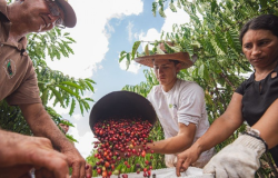 Cafs Robustas Amaznicos: Produtores Familiares Quadruplicam a Produtividade na Regio Norte