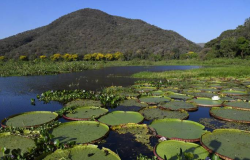 Senado aprova incluso do Pantanal Sul-Mato-grossense como patrimnio nacional