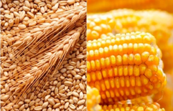 Tenses Geopolticas e Guerra Comercial Elevam a Volatilidade nos Mercados de Milho e Trigo