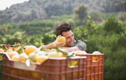 Safra de laranja 2024/25  encerrada com forte queda e registra uma das menores produes em quase quatro dcadas