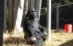 Morre Koko, a gorila capaz de >falar> por meio de linguagem de sinais