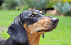 Parque em Budapeste rene 500 cachorros da raa dachshunds para quebrar recorde