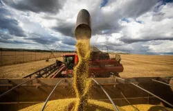 Brasil deve colher safra recorde de soja em 2024/25, aponta Agroconsult