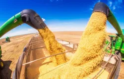 Safra de Soja no Brasil Sofre Impacto Climtico, Mas Ainda Deve Bater Recorde