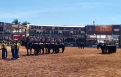 De onde vem a energia para o mangalarga marchador vencer provas longas?
