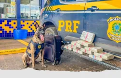 PRF apreende mais de 13 kg de drogas em fiscalizaes a nibus interestaduais em Mato Grosso