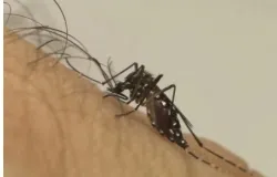 Casos de dengue disparam em Lucas do Rio Verde com baixa procura por vacina