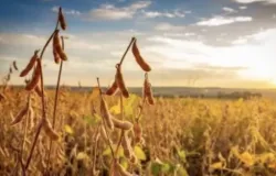 ndices de Wall Street fecham quase estveis com impulso de apostas de corte do Fed, mas pressionados pela Amazon