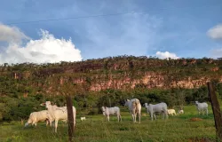Mato Grosso fecha 2025 com 31,6 milh�es de bovinos, aponta Indea