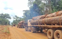 Pol�cia Militar apreende mais de 100m� de madeira ilegal em Feliz Natal