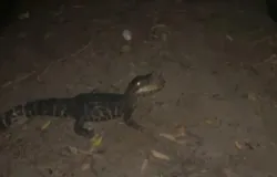 Batalh�o Ambiental da Pol�cia Militar resgata jacar� preso em rede de pesca