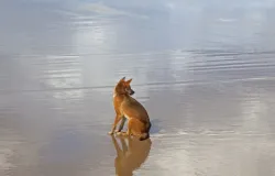 Turista � encontrada morta em praia cercada por c�es: �cena horr�vel�