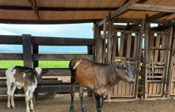 Seaf leva tecnologia gen�tica ao agricultor familiar e muda a realidade no campo