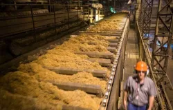 Produ��o global de a��car alcan�a pico em 2025/26, mas recua em 2026/27