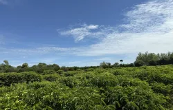 Expedi��o rota do caf� leva ci�ncia e inova��o diretamente ao produtor de pequena escala