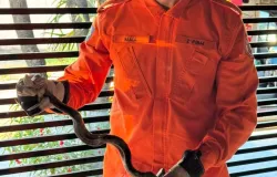 Corpo de Bombeiros captura sucuri verde de aproximadamente 1,5 metros de comprimento em resid�ncia