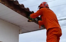 Corpo de Bombeiros resgata filhotes de papagaio presos em fios e serpente ferida em esta��o de tratamento