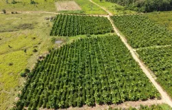 Expedi��o Rota do Caf� leva pesquisa e orienta��o t�cnica a produtores da capital do caf� em MT