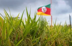 Alta do diesel e fretes pressiona cadeia do arroz e eleva custos log�sticos