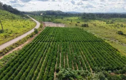 Rota do Caf� chega a Cotrigua�u e Ju�na com informa��es sobre o plantio para o crescimento da produ��o