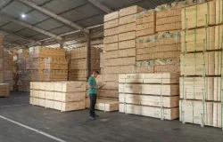 Tarifa�o dos EUA derruba exporta��es do setor florestal do Paran� em 2025