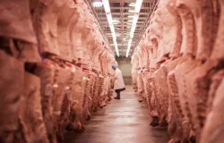 Mato Grosso lidera abate de bovinos e exporta��es de carne no Brasil