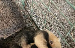 Resgatados pela Sema, m�e e filhote de tamandu�-mirim retornam � natureza