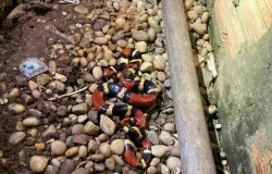 Corpo de Bombeiros resgata cobra coral em quintal de resid�ncia