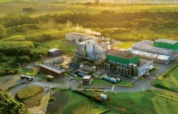 Nova levedura � capaz de aumentar produ��o de etanol de milho em 9%