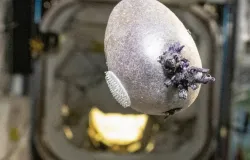 Astronauta mostra �batata alien�gena� no espa�o e viraliza