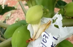 Universidade cria "seguro de vida" para o mam�o brasileiro e busca romper depend�ncia de Taiwan