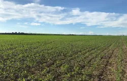 Atraso no plantio da safrinha eleva risco clim�tico e impulsiona rea��o nos pre�os do milho