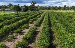 Tecnologia da Empaer chega ao campo e renova a esperan�a de produtores em Cotrigua�u